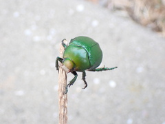 Anomala rubripes virescens