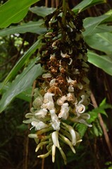 Vanoverberghia sasakiana