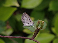 Pseudozizeeria maha okinawana