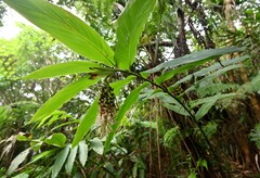 Vanoverberghia sasakiana