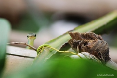 Philothamnus thomensis