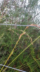 Schoenus brevifolius