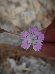 Dianthus strictus