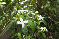 Tabernaemontana corymbosa