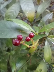 Psychotria carthagenensis