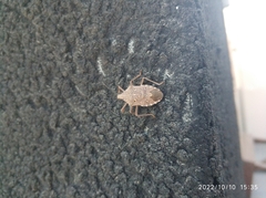 Apodiphus integriceps