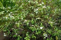 Tabernaemontana corymbosa