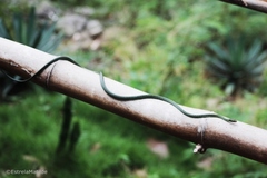 Philothamnus thomensis