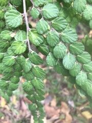 Phyllodium pulchellum