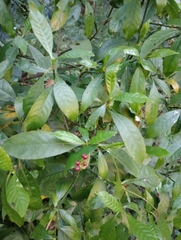 Psychotria carthagenensis