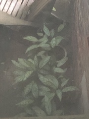 Aglaonema commutatum