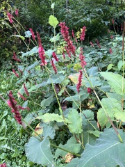 Bistorta amplexicaulis