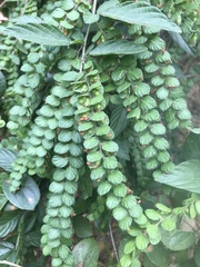 Phyllodium pulchellum