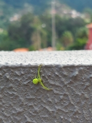 Misumena nigromaculata