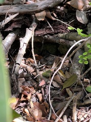 Pholidoscelis exsul
