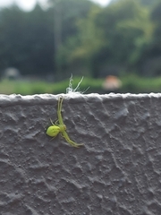 Misumena nigromaculata