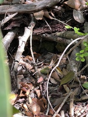 Pholidoscelis exsul