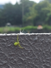 Misumena nigromaculata