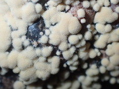 Monilinia