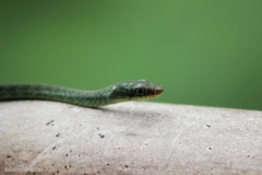 Philothamnus thomensis