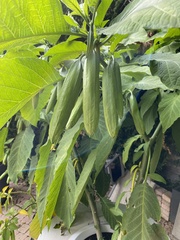 Brugmansia aurea