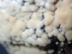 Monilinia