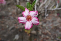 Adenium
