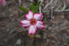 Adenium