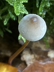 Mycena crocata