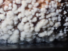Monilinia