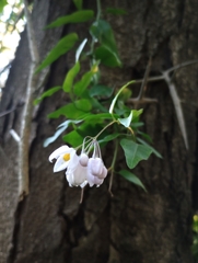 Solanum laxum