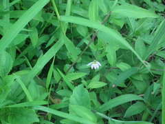 Lobelia chinensis