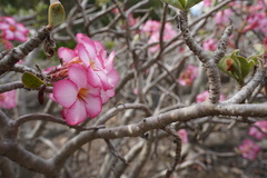 Adenium