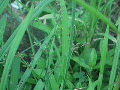 Fimbristylis