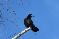 Corvus frugilegus