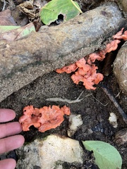 Cantharellus coccolobae