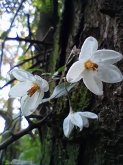 Solanum laxum