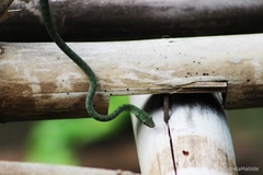 Philothamnus thomensis