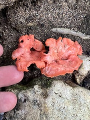 Cantharellus coccolobae