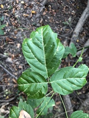 Acer negundo