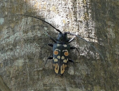 Sternotomis cornutor