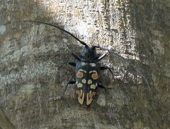 Sternotomis cornutor