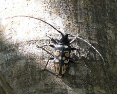 Sternotomis cornutor