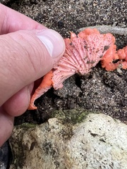 Cantharellus coccolobae