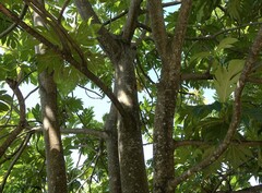 Sternotomis cornutor