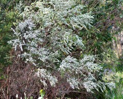 Leptospermum polygalifolium