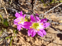 Mirabilis cordifolia