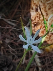Vagaria parviflora
