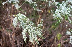 Leptospermum polygalifolium