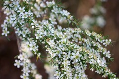 Leptospermum polygalifolium